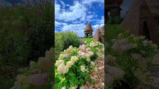 Beautiful Flowers garden 🏡shorts garden bollywood song [upl. by Yvan533]