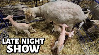 The ONLY late night show Ill stay up for CINNAMON IS LAMBING  Vlog 744 [upl. by Bandeen100]