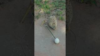 Awesome Creative Quail Trap Technique ytshorts youtubeshorts [upl. by Ysnap]