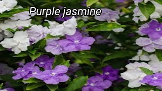 How to grow purple jasmine flowersbrunfelsiafertilizer and propagation of jasmine [upl. by Latham]