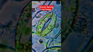 Mechanism of Opening and closing of stomata stomata plantphysiology mechanism agriculture viral [upl. by Haisi]