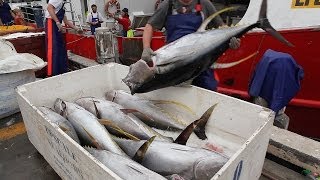 Yellowfin tuna Thunnus albacares unloading at Sydney Fish market  Australia [upl. by Ahsiekam336]