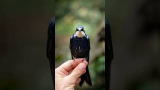 Beautiful Swallow on my hand Follow for more Beautiful Birds [upl. by Jarin]