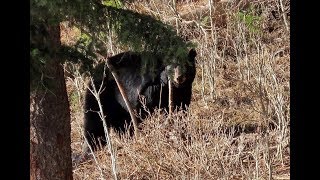 Friendly Black Bear Hiking in the Lamar area of Yellowstone National Park May 8 [upl. by Atilrep]