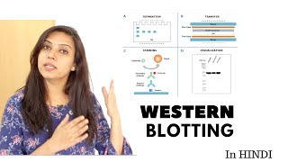 Western blotting technique  Principle  Step by Step  In Hindi [upl. by Ithnan]