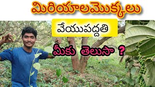 మిరియాలు వేయు పద్దతి Black pepper Bujji Donalanka culture [upl. by Joline]