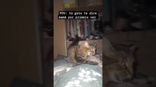 Gato diciendo quotMamáquot por primera vez AutorSIMBAampFENDI [upl. by Ellehcyt]