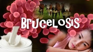 Brucelosis Brucella [upl. by Antonio]