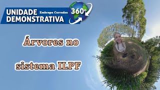 Árvores no Sistema ILPF no Cerrado  Unidade Demonstrativa 360 graus [upl. by Attenrad888]