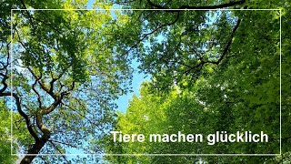 Vogelgezwitscher mit Kuckuck  Beruhigende Tiergeräusche  Sommer  ASMR  Entspannen amp Einschlafen [upl. by Cnut858]