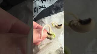 4490 Plant Life Cycle Seeds in a Ziplock Bag Blackeyed Beans Day 3 [upl. by Callie512]