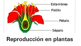 Reproducción en plantas  Ciencias Naturales [upl. by Shugart]