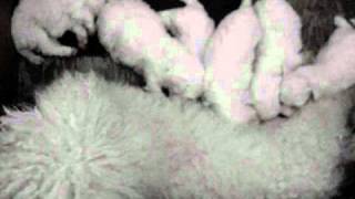 Bichon Frise puppies 3 weeks old [upl. by Arabella517]