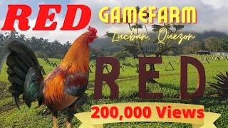 RED GameFarm  5K Sweater TRIO  Meet Kuya Edwin Arañez  Poultry Bands Manok na Pula Travel [upl. by Husch]