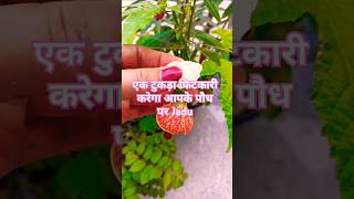 Ek tukra fitkari Karega aapke paudhe per Jadu plants flowers greenplant fritillaria yt viral [upl. by Hanahs]