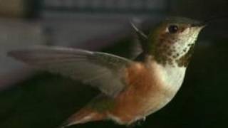 Slow Motion Hummingbirds 2 HD 720p V04304 [upl. by Haase]