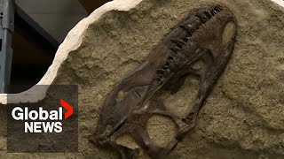 Dinosaur bones found in the stomach of Tyrannosaur in 1st of its kind discovery [upl. by Nomled]