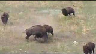 Buffalo Fighting at Wind Cave National Park [upl. by Vaclava]