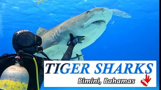 Scuba diving with Tiger sharks Entire dive unedited in 4K [upl. by Uhsoj]