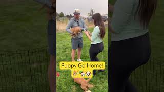 Goldendoodle Puppy Go Home 🏡🐾💕 puppy pet love [upl. by Twila]