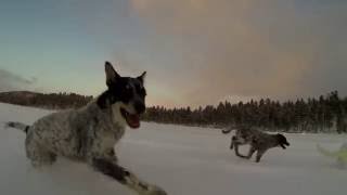 Alaskan husky puppies  joy of life [upl. by Yuzik]