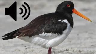 Oystercatcher sound Royalty Free [upl. by Beller587]