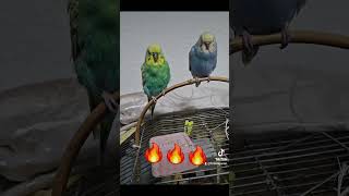 Bird Gang🔥🦜 Findik amp Fistik [upl. by Gylys]