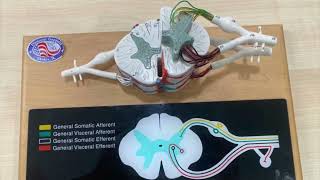 Sistema anterolateral [upl. by Adian]