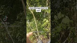 Does Moringa need full sun Moringa moringatree moringaleaves GardeningTips plants Superfood [upl. by Ahsemaj]