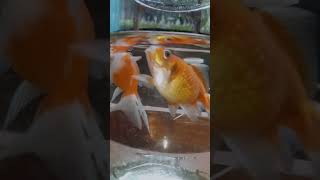 Orenda goldfish⭐shots viral fish [upl. by Adahs702]