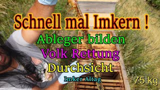 Bienen Ableger bilden Bienenvolk Rettung Bienen Durchsicht mit einem Imker [upl. by Tennek]