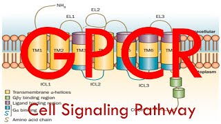 GPCR Cell Signaling Pathway Simplified [upl. by Roselyn]