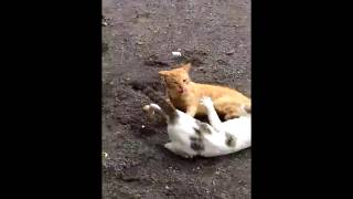 Cats fighting seriously [upl. by Gnauq]