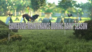 Gamefowl Maintenance During Rainy Season [upl. by Anal]