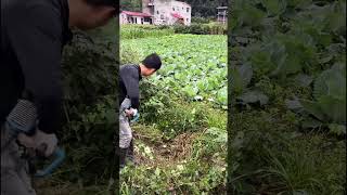 Electric lawn mower weeding process [upl. by Dalston]