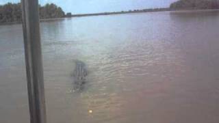 crocodile attacks boat in Australia [upl. by Aciretnahs]