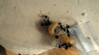 Aphaenogaster senilis chassent asticots [upl. by Ahsinrats]