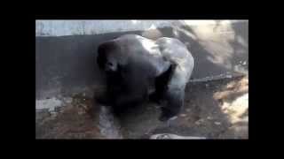 Gorilla playtime moments at Sedgwick County Zoo [upl. by Luciano]