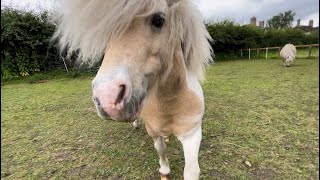 Amazing Cute Tiny Ted has his own Adorable Theme Song ❤️🐴 [upl. by Balbinder]