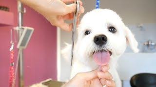 Grooming Guide  How to Groom a Maltese Puppy 13 [upl. by Melmon]