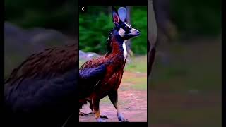 sage shortvideo funny funny kobetuminaamdhoredakbe comedyvideos shots comedy amakeamarmoto [upl. by Tigram]