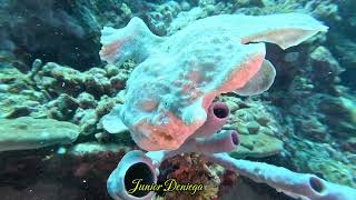 A Fantastic Creature A Giant Frog Fish Antennarius commerson In Moalboal Cebu Philippines 🇵🇭 [upl. by Ileyan]