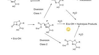 B lactamase inhibitors [upl. by Ferneau]