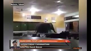 SMK Telupid gempar gajah masuk sekolah [upl. by Lleirbag]