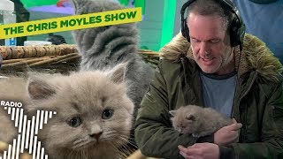 Chris gets surprised with KITTENS live in the studio  The Chris Moyles Show  Radio X [upl. by Eldoree]