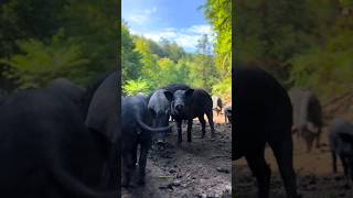 Raising Wild Boar In Mountain pig pigfarmvideo animal viral short wildpig wildboar wildlife [upl. by Guod]