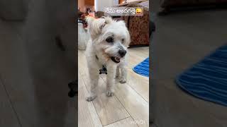 Cute puppy comedy funny love andagathi [upl. by Bliss]