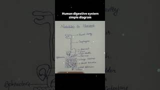 Human digestive system [upl. by Hutchins]