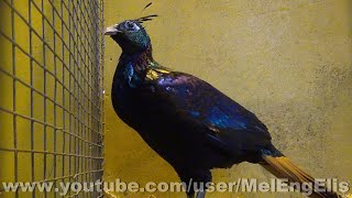 Faisan Lophophore Resplendissant  Himalayan Monal  Rotschwanzmonal [upl. by Zink]