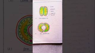 Biology figure class 10 part 4 biology experiment explore science art shorts [upl. by Forster]